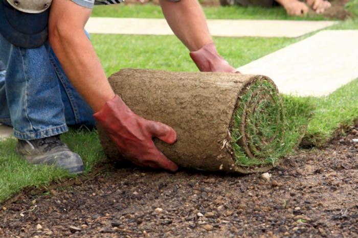 Виды газонных трав